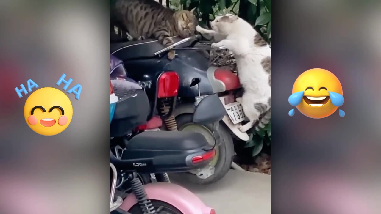 Funny cats