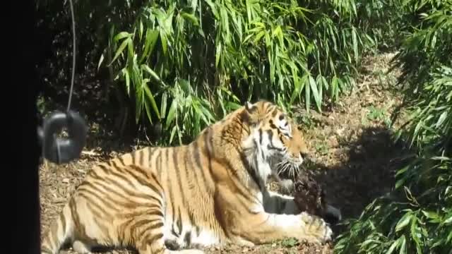Tiger in the Jungle