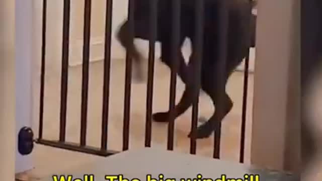 Funny animals:Watch funny animal clips on our newest humor channel