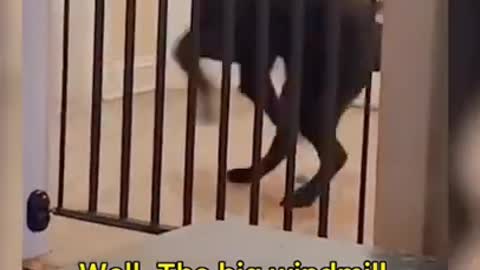 Funny animals:Watch funny animal clips on our newest humor channel