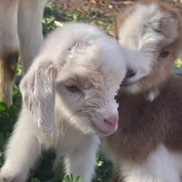 Cute little baby goats