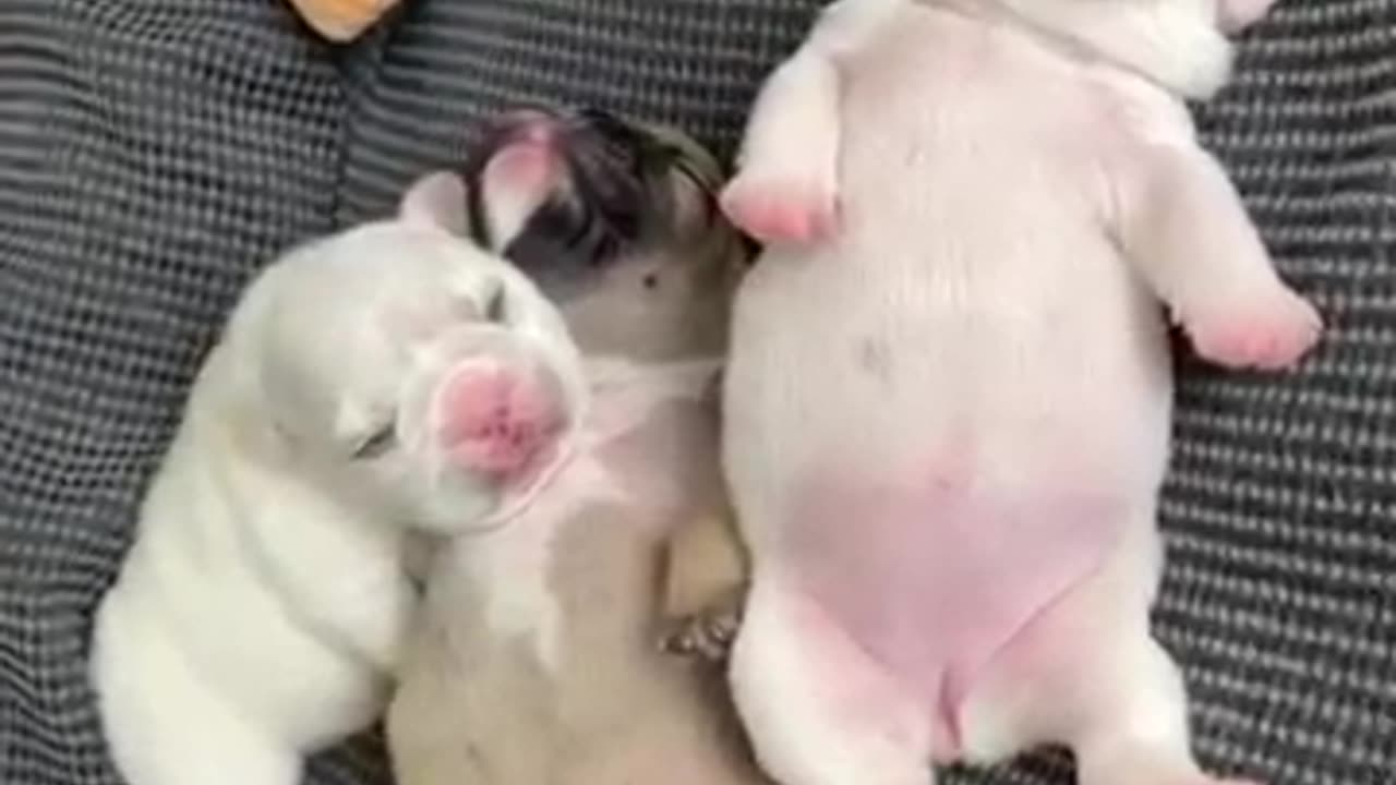Dog video