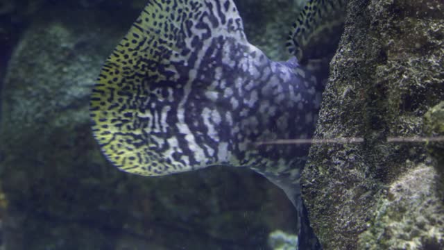 Colorful aquarium, beautiful parrot fish swimming in ocean corals