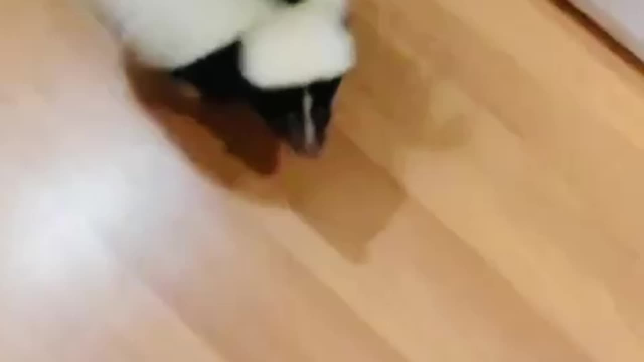 Skunk cute pets