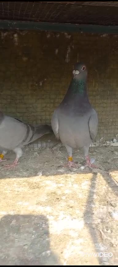 Click here link description for sell Cheap price