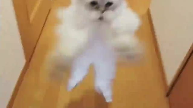 cat jumping high