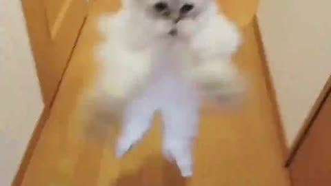 cat jumping high