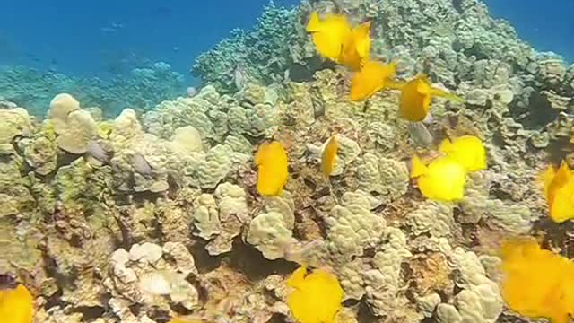 underwater#reef#fish