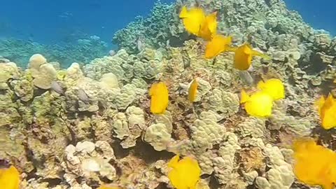 underwater#reef#fish