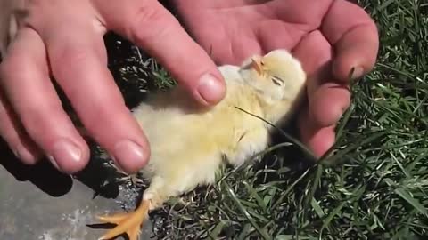 Baby Bird Falls off to Sleep Getting Tummy Rubbed by Human