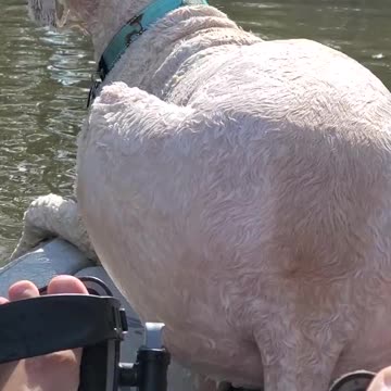 Geppetto the Labradoodle