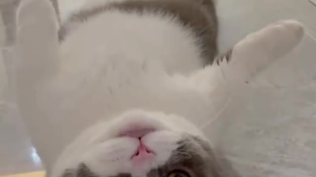 #cat #kitten #cutecat
