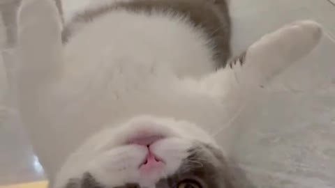 #cat #kitten #cutecat