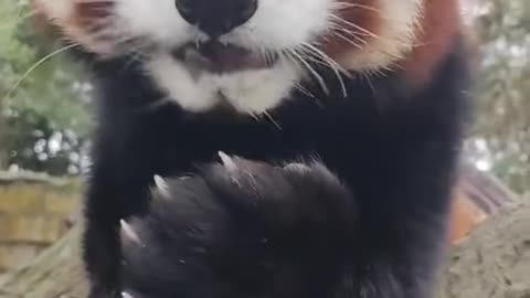 Cute little panda eating delicious food