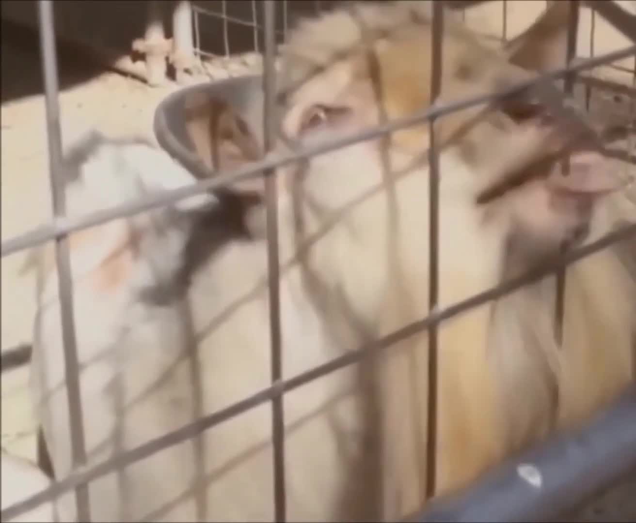 Try not to laugh challenge. Goat funny video