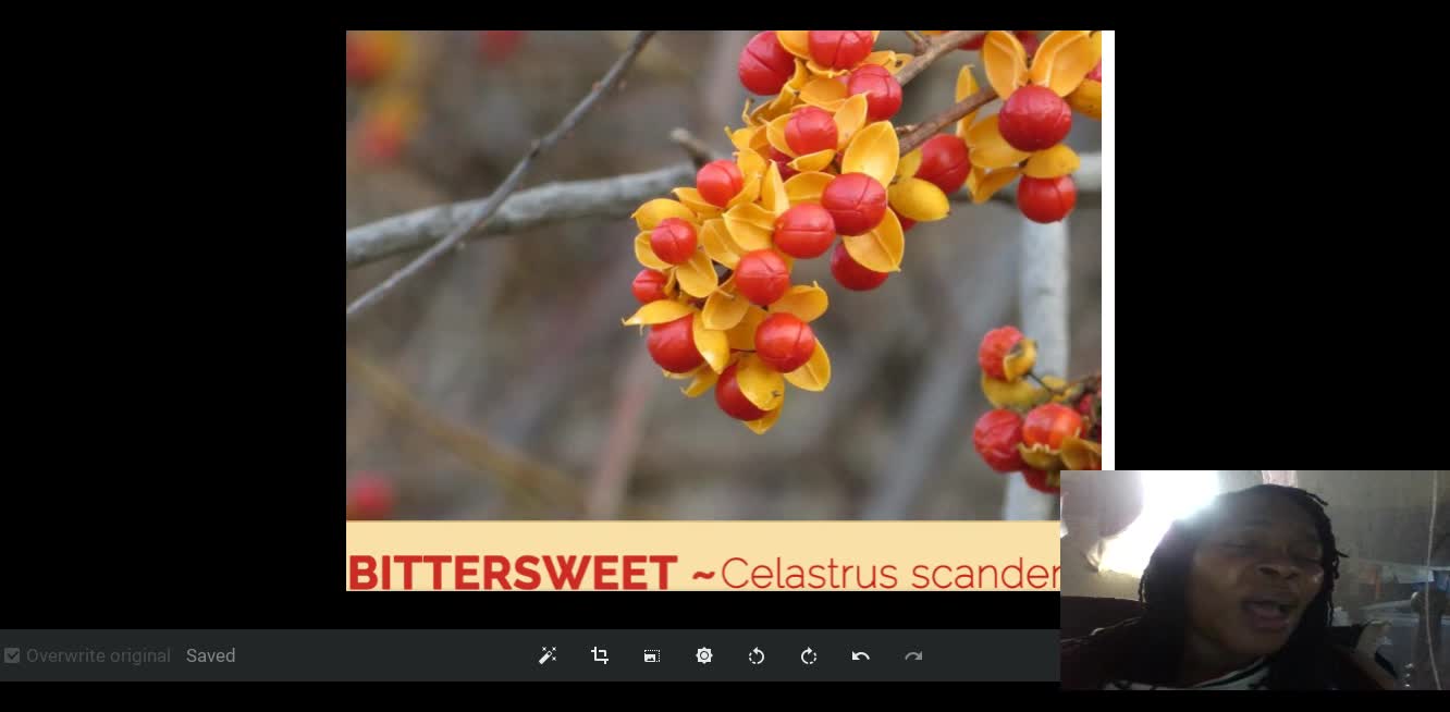 BITTERSWEET