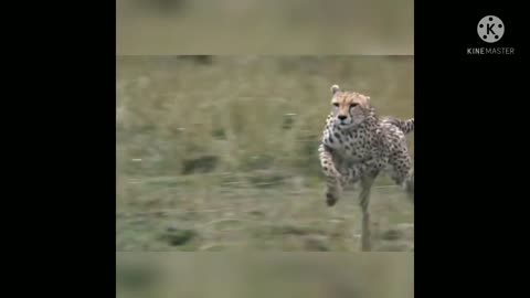 Cheetah hunting deer Attitude