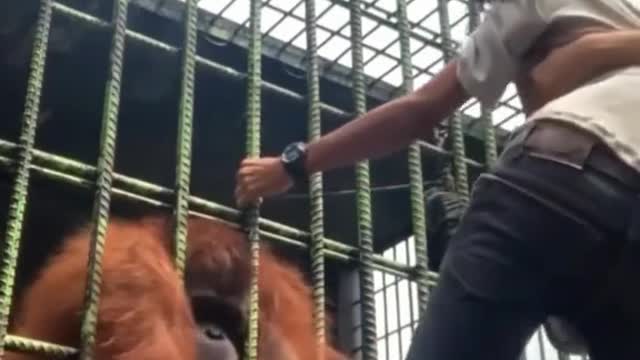 Monkey catches man and doesn't want to let go