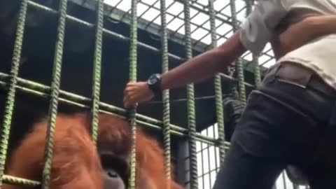 Monkey catches man and doesn't want to let go