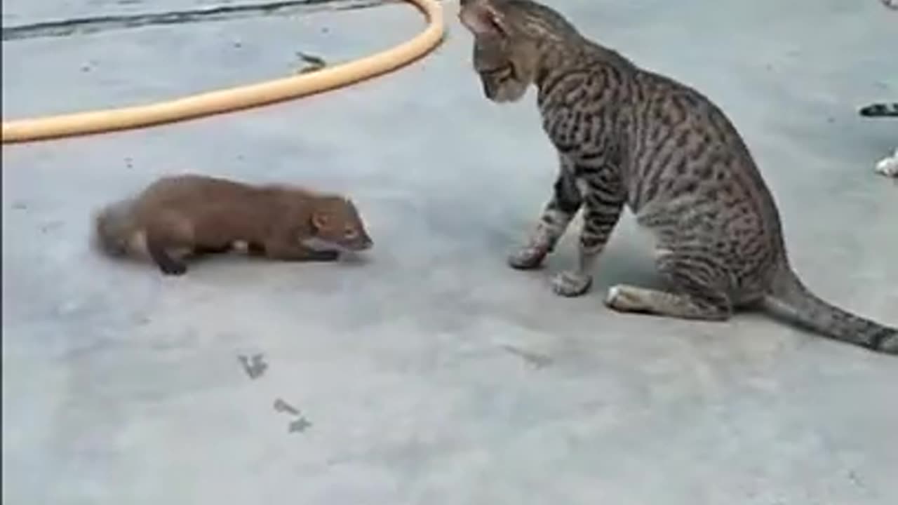 Cat vs mangoose