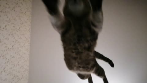 Unexpected cat flight