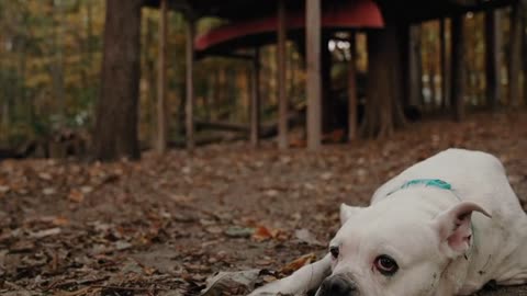 White Dog Resting and Lying on the Ground