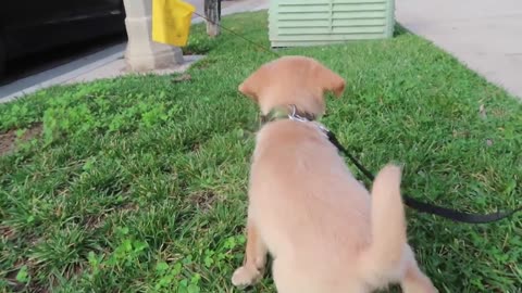 PUPPY ON HOVERBOARD!