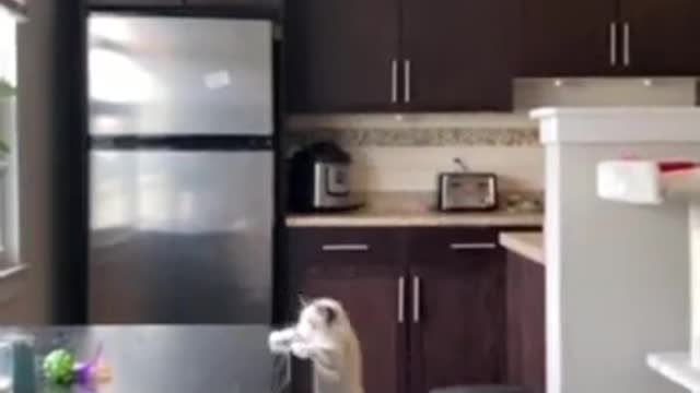 Hilarious cat FAILS his jump!