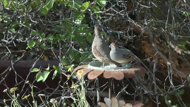 Birds 🕊️🕊️🕊️🕊️🕊️