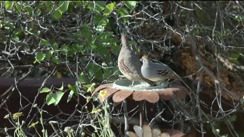 Birds 🕊️🕊️🕊️🕊️🕊️