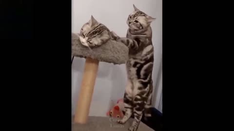 try not to laugh with these pet videos