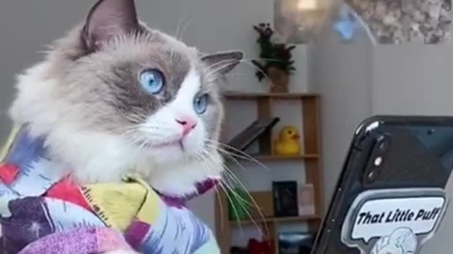 Cute cat watching mobile receipe and making things