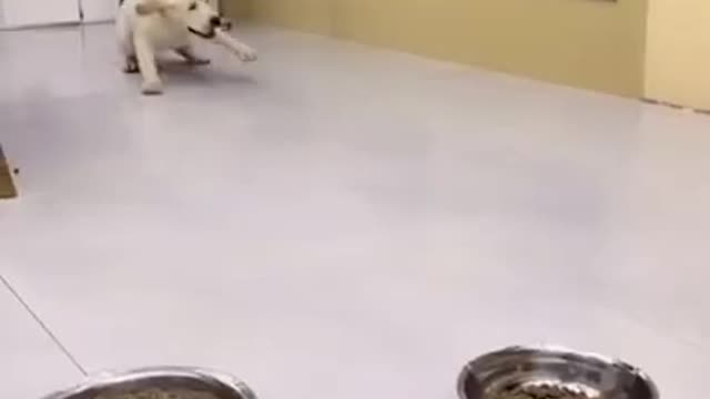 Funny dog dance with food