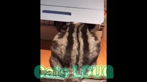 Cats Rock tries to contain laughter in this crazy cats