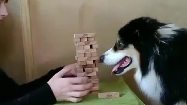 Smart dog