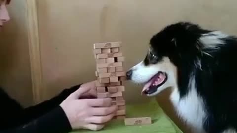 Smart dog