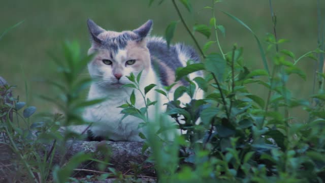 Cat on stone wall sleeps peacefully