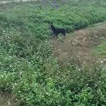 Walking with the dog (part 2)