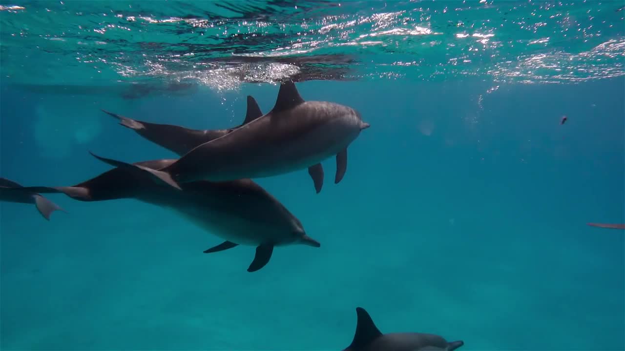 free dolphins swimming