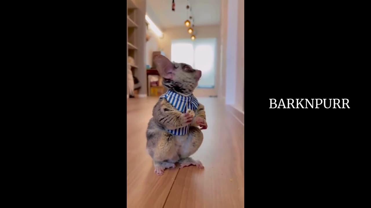 Best Funny Animal Videos of the year 2023. Relax with cute animals videos