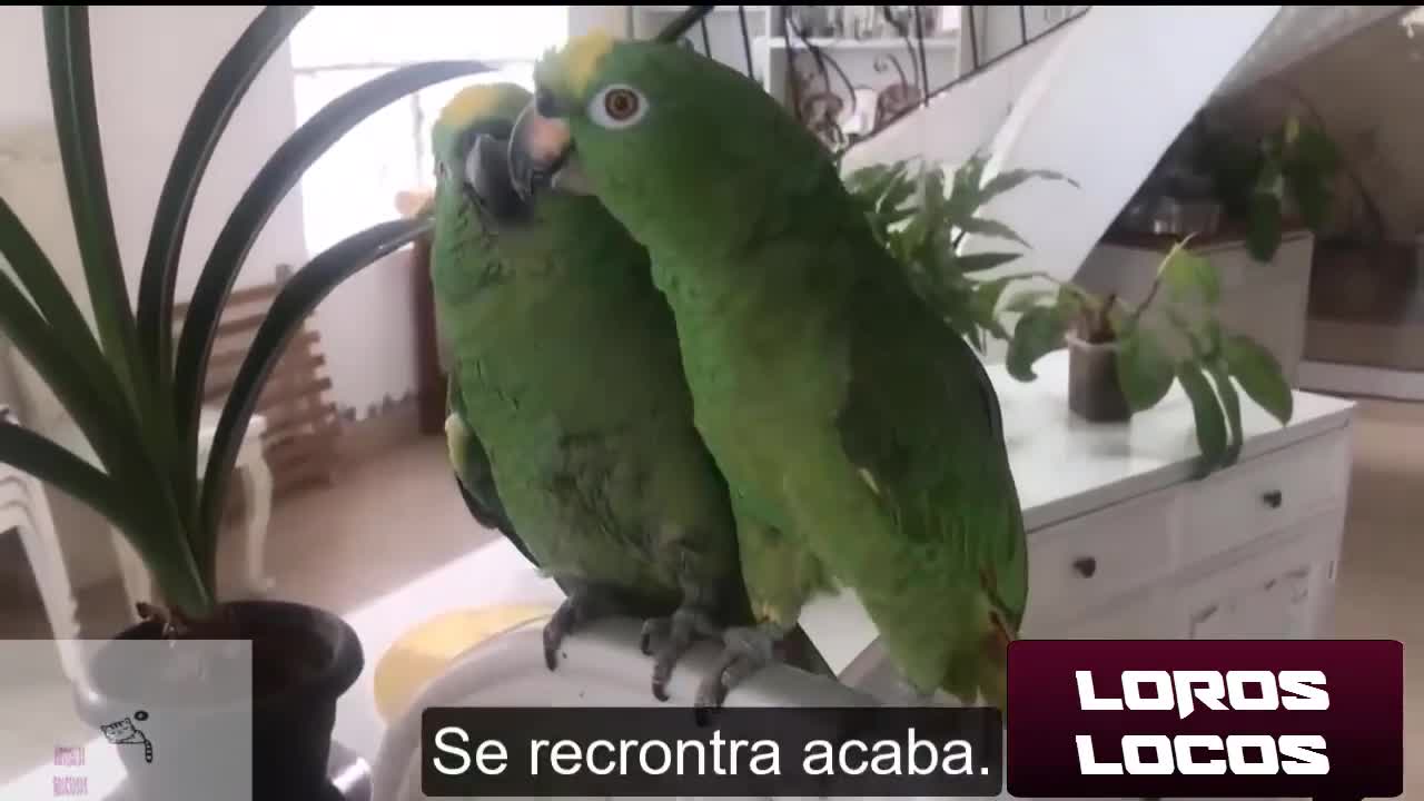 Loros hablando sobre el coronavirus