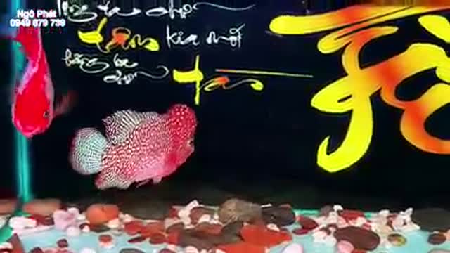 Lou han fish (flowerhorn) 19