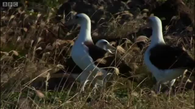 The Hawaiian Konohiki | Hawaii: Message in the Waves | BBC Earth