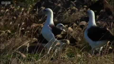 The Hawaiian Konohiki | Hawaii: Message in the Waves | BBC Earth