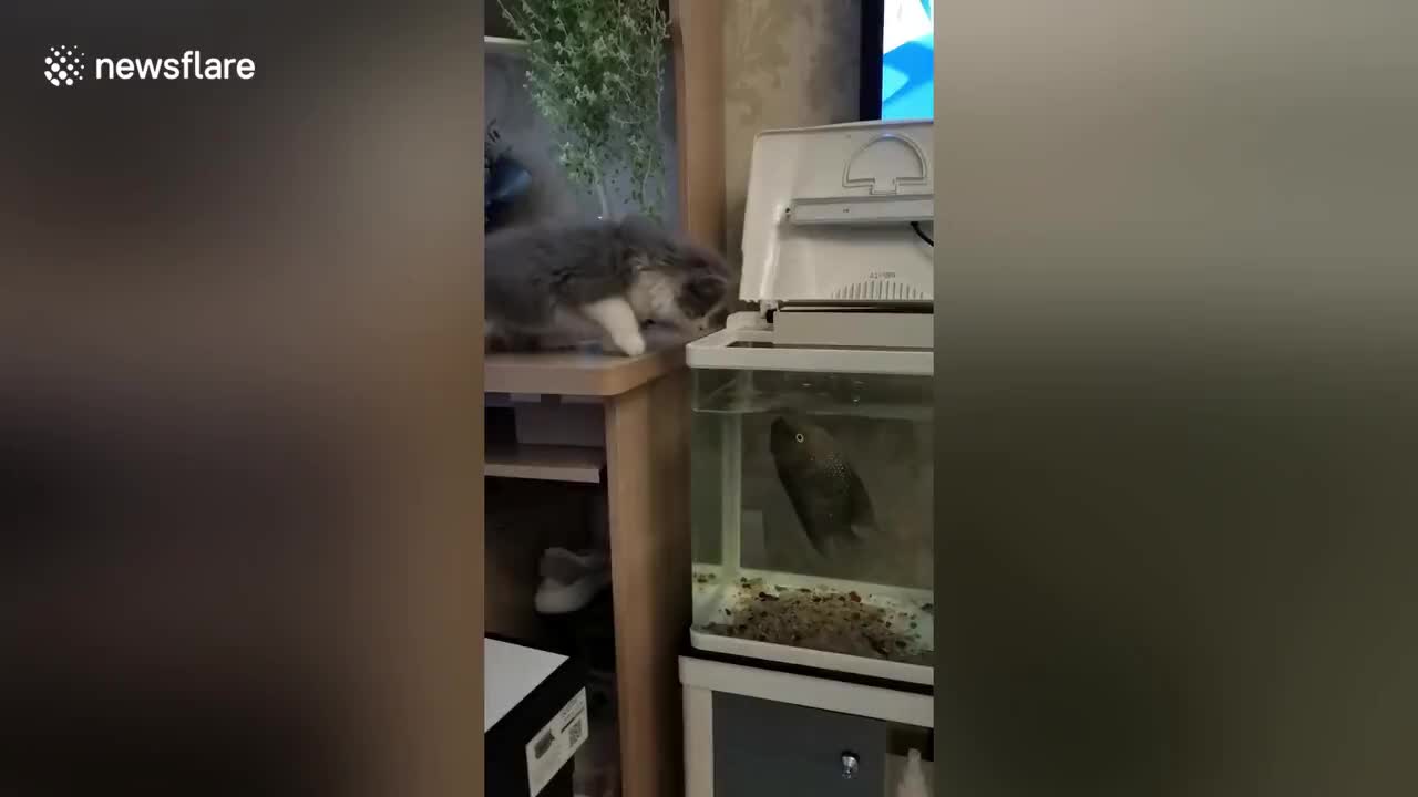 Cat bitten by fish after dangling paw into tank