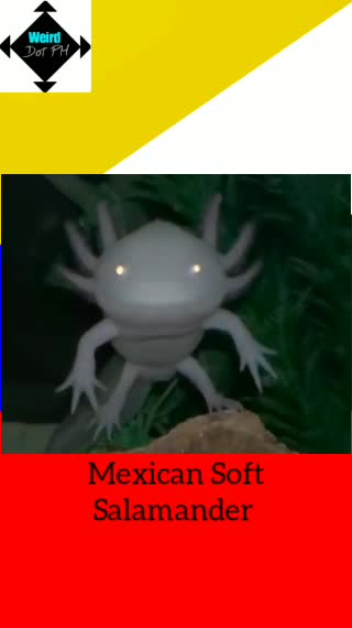 Mexican axolot salamander || weird animals || trivia