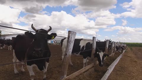 Cows with tags on ears. Livestock and cloudy sky. Animal breeding in rural area. Ranch in summer