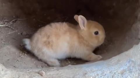 Funny video rabbit