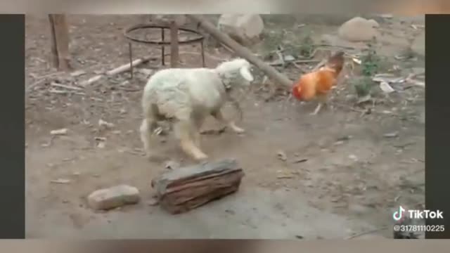 Chicken fighting makes goosebumps!