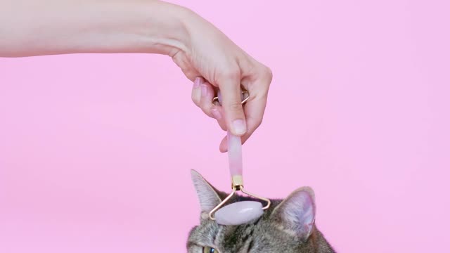 Person Massaging a Cat With a Facial Roller